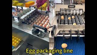 How OrangeMech Builds a Complete Egg Processing Line