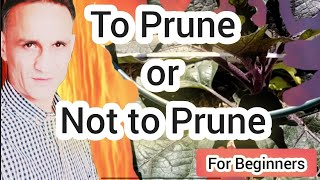 Pruned Tomatoes and EggPlants vs Non Pruned ones ! Beginner's Guide !