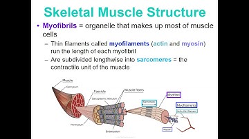 Concept 3 Notes - Muscular System - Google Slides