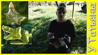 Избавляемся от ПАУТИННОГО КЛЕЩА простейшими средствами!