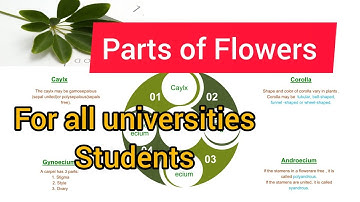 Parts of flower|Morphology of flower|Botany B|Plant Systematics Anatomy and its|BOT-302|Caylx|Corola