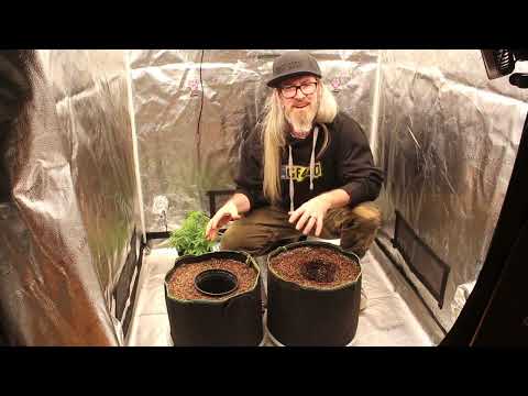 How To Transplant Your Cannabis Plants Into New Containers - In One Shot