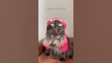 Squid Game (cat edition) 😹 #shorts #catshorts #cat #cats #squidgame