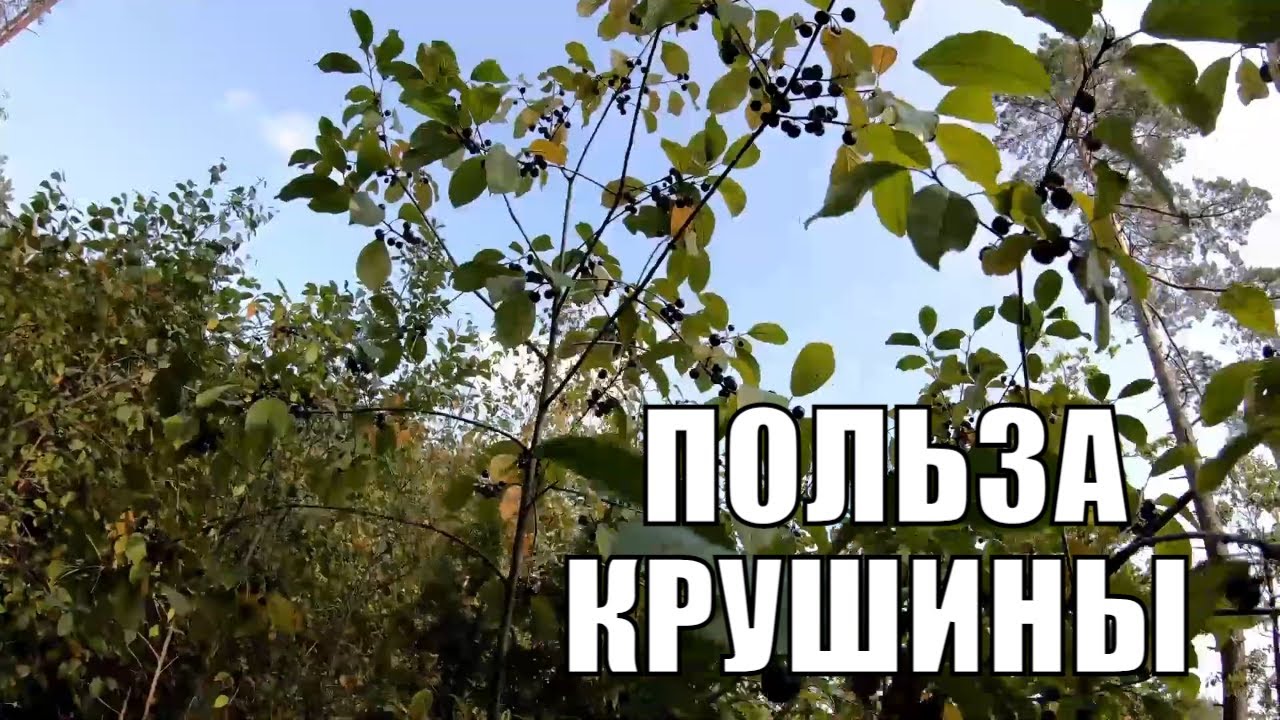 Отвар коры эвкоммии на латыни