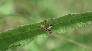 Fruit Fly Merzomyia Westermanni - Brighton, August 2023