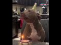 DOG BLOWS OUT BIRTHDAY CANDLE