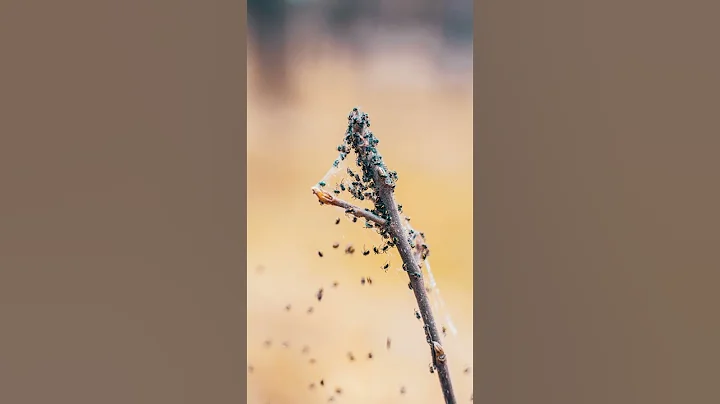 Ants are stronger than humans #youtubeshorts  #youtube #ants #facts