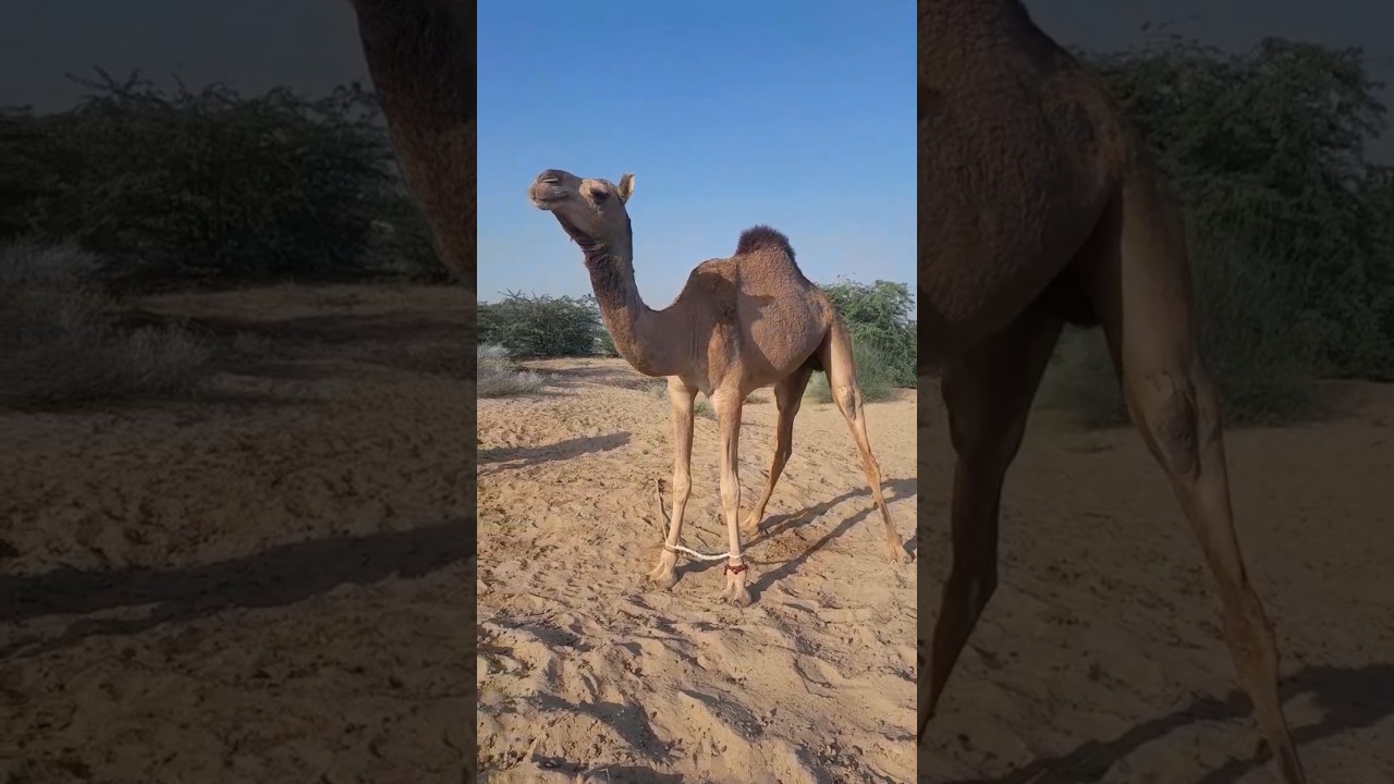 ترجمو:قافلة الجِمال المُبتهجة من صحراء تهر تتجه نحو الغابة.  - 