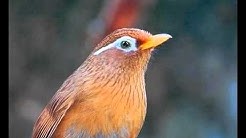 Suara Kicauan Burung WAMBI Durasi Panjang Untuk Masteran Cucak Ijo dan Cucak Rowo  - Durasi: 16:31.  Suara Kicauan Burung WAMBI Durasi Panjang Untuk Masteran Cucak Ijo dan Cucak Rowo  - Durasi: 16:31.
