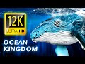 OCEAN KINGDOM 12K VIDEO ULTRA HD