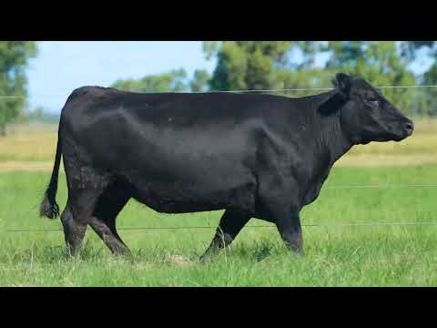 LOTE 50   TAT TE 3425 F Angus
