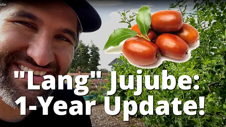 How To Plant a Jujube Tree | 1 YEAR UPDATE on our "Lang" Jujube next to our "Li" Jujube - DayDayNews