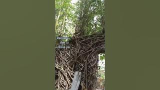 Ingin tahu kisah Siti Baheram? simak video Nadia Syafitri ini,  STKIP PGRI  Sumbar