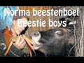Norma beestenboel & Beestie boys