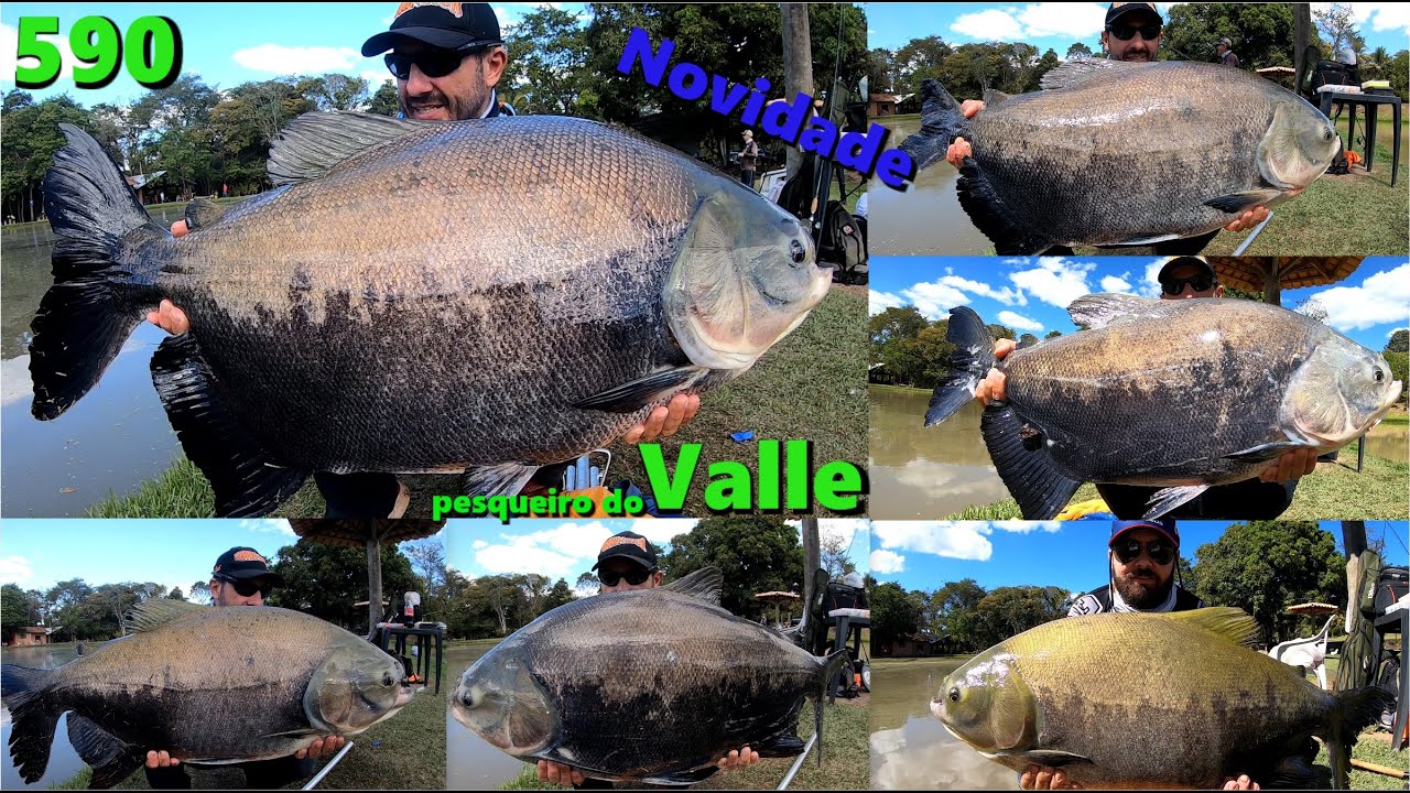 Valle - Pescaria 100% anteninhas nesse novo pesqueiro - Programa 590