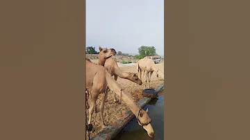 الحياة في الرمال رحلة سقاية الإبل بصبر 