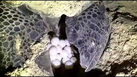 Sea turtle lay eggs on the beach in Con Dao Island (Vietnam)
