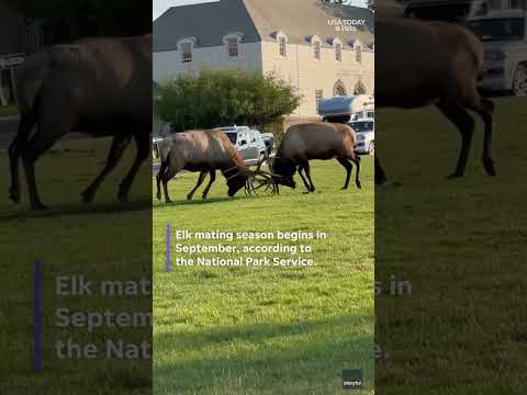 Watch elks lock antlers in Yellowstone fierce mating season fight #Shorts