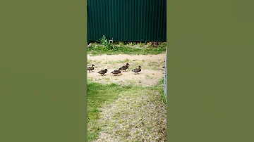 Утки ходят гуськом 🐥 Внимание на предпоследнего #надаче