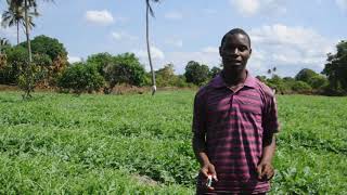 kilimo cha matikiti maji shamba darasa mkuranga kangeta kilimo