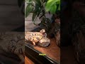 sad #ai #ihateai #fun #gecko #comedy #cute #dance #foryou #funny #cartoon #fart