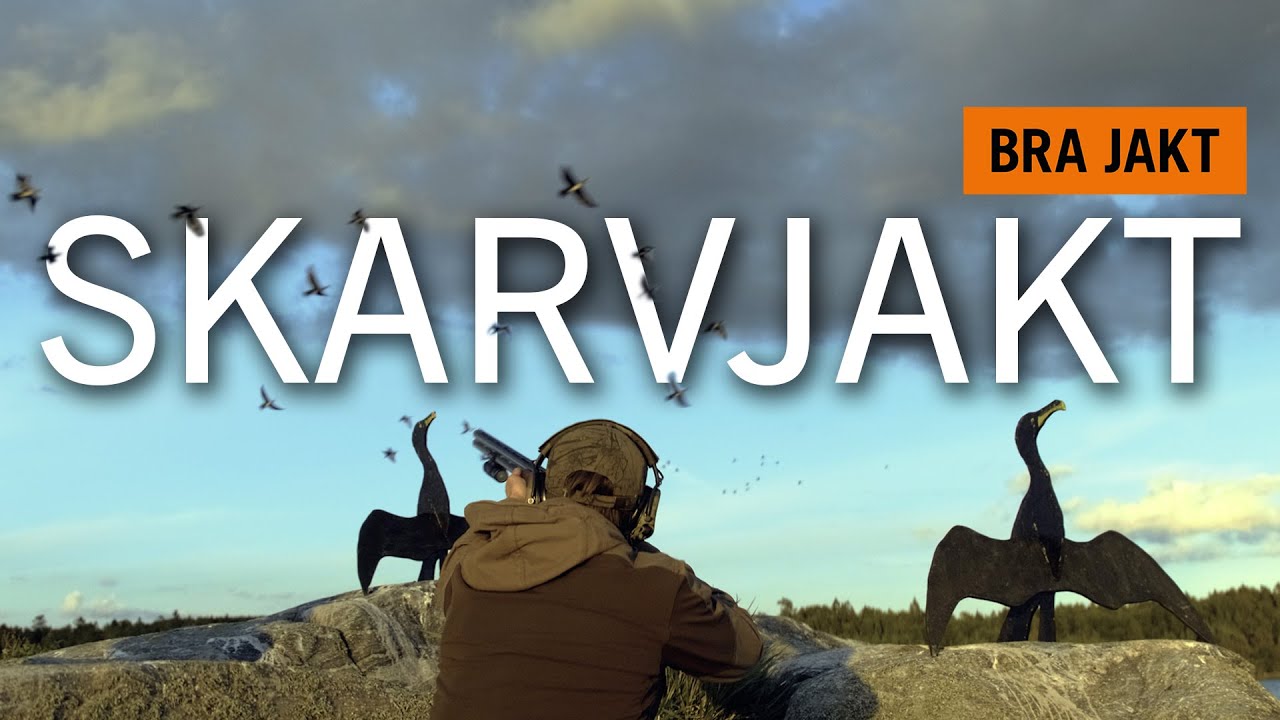 Skarvjakt - 