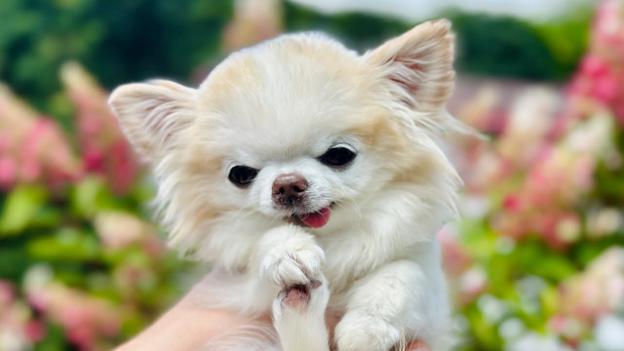 Tiny Chihuahua Cedric's LIVE garden tour!