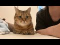 ママの横でちょこんと座って仲直りアピールを繰り返す猫が可愛すぎた