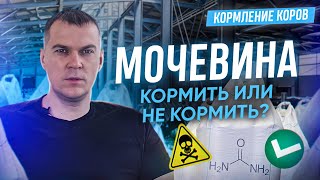 Мочевина в рационе дойных коров. Кормить или нет?