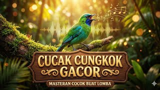 Masteran Cucak Cungkok Gacor Speed Rapat - Audio Jernih Pancingan Murai & Cucak Ijo