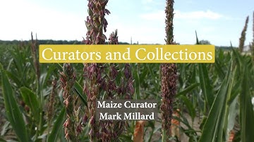Maize Curator Mark Millard | Curators and Collections