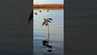 #ördekavı #tealhunting #waterfowlseason