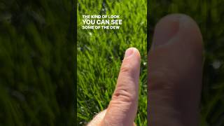 Should You Mow Your Lawn When It Is Wet? #mowing #lawncare