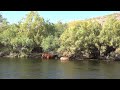 Foraging Wild Horse&#39;s  - Mark Storto Nature Clips