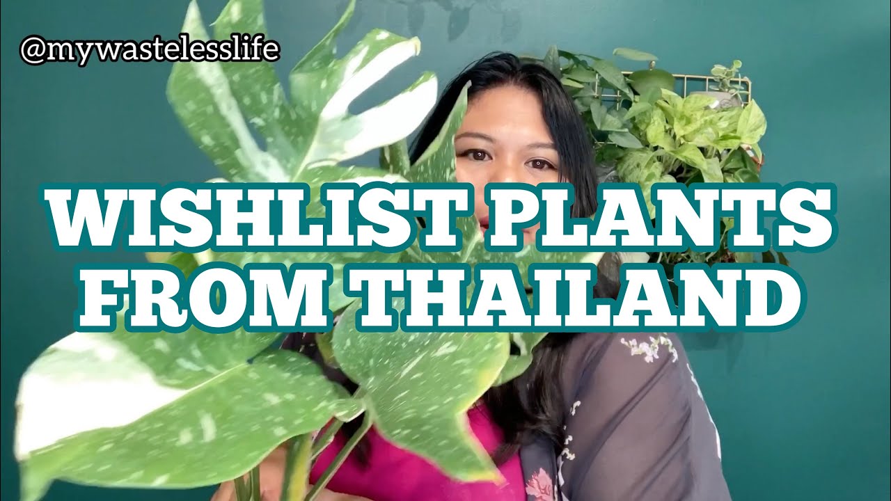 🌱WISHLIST PLANTS UNBOXING FROM THAILAND tips for importing plants