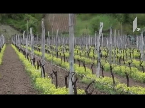 აგროდაზღვევის პროგრამა