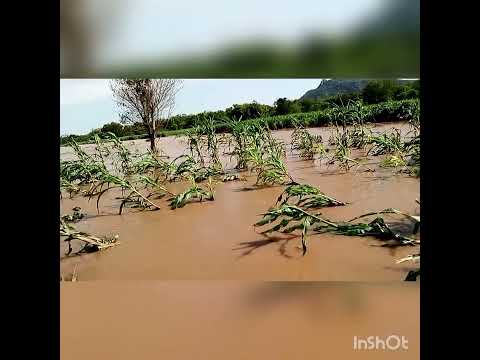 The Flood That Happened Recently In Gambella Region Dimma Woreda And Odhak Kebele In Particular