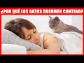 ¿Por Qué Tu Gato Duerme Contigo? 6 Razones Que Amarás