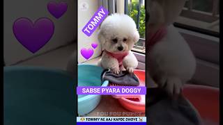 टॉमी तो मम्मी पापा का खयाल रखता है 💕 Cute dog in the house 🐕 Dog videos #pets #dog #tommy