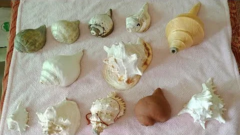 types of conch shell blowing , shankh dhwani, shankhnaad, shankh dhun