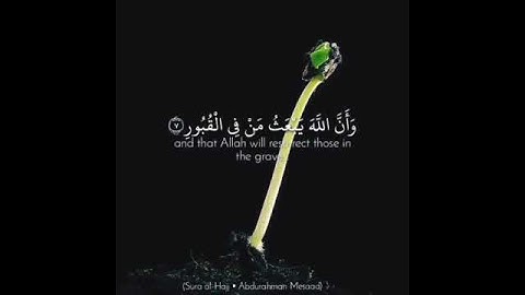 عبد الرحمن مسعد | تلاوة خاشعة