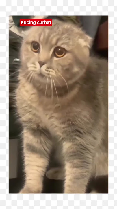a cat's heartfelt outpouring #cats #funny #lover