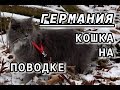 ❤ ГУЛЯЕМ с КОШКОЙ на ПОВОДКЕ ❤ испекла ПЕЧЕНЬЕ для СОБАК