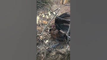 ไก่ป่าตัวเมีย