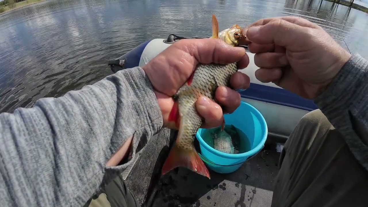 Avižadrebis, naujo valo testavimas