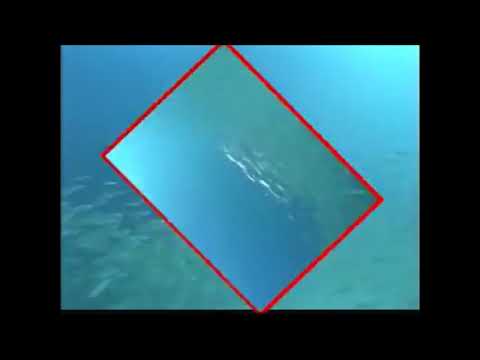 التنقل عند الأسماك