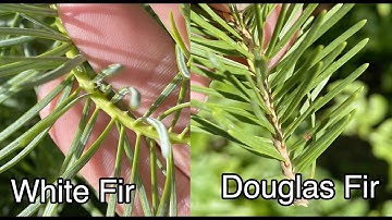 How to tell apart Douglas Fir and White fir (even without cones!)