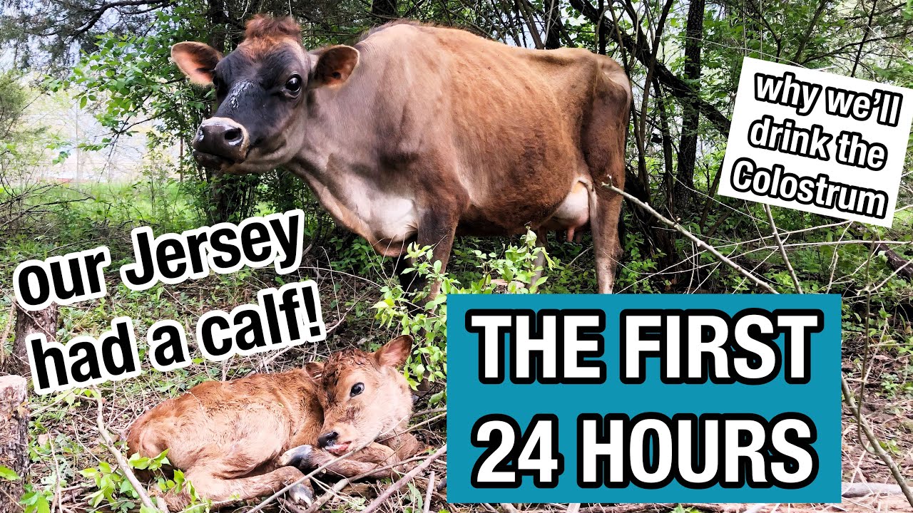 OUR JERSEY CALF WAS BORN // the first 24 hours