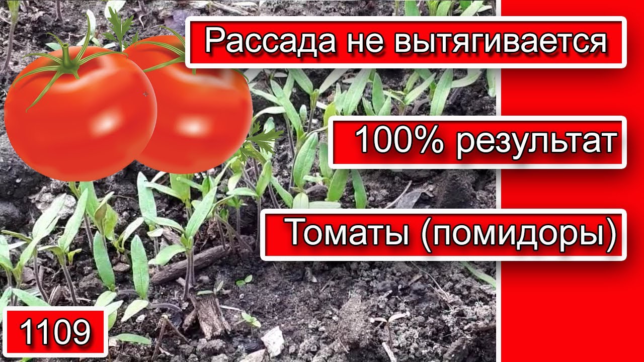 Томаты сразу в грунт. Томаты сразу после пикировки. Лучшие сорта томатов для теплицы из поликарбоната. Область произрастания томата. Главный по помидоркам.