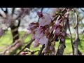 Сезон цветения вишен в Вашингтоне приближается к пику